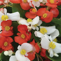 Begonia Hula Red White Mix F1 Seed