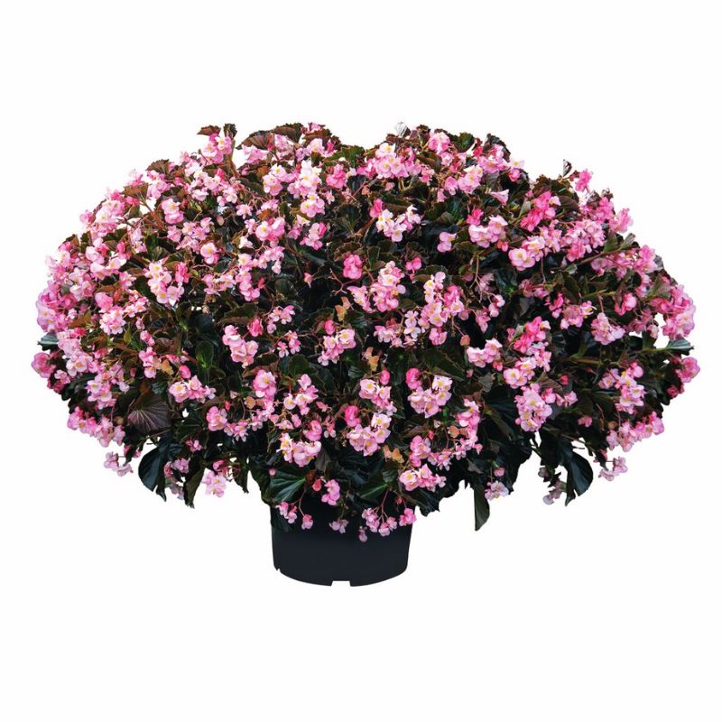 Begonia Stone Hedge Light Pink Bronze Leaf F1 Seed