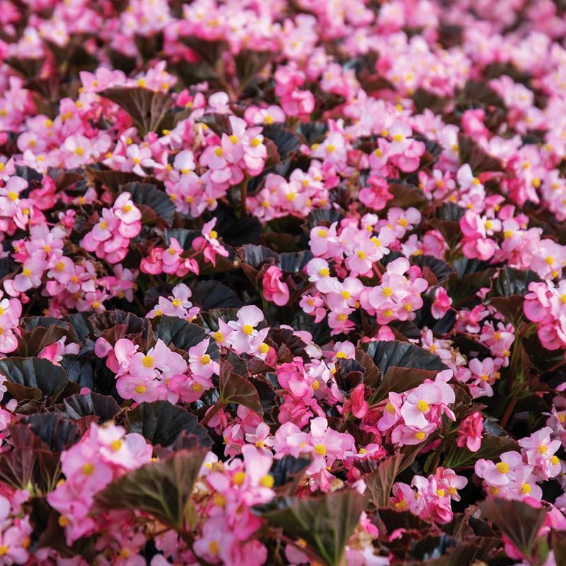 Begonia Stone Hedge Light Pink Bronze Leaf F1 Seed