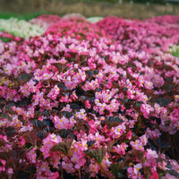 Begonia Stone Hedge Light Pink Bronze Leaf F1 Seed