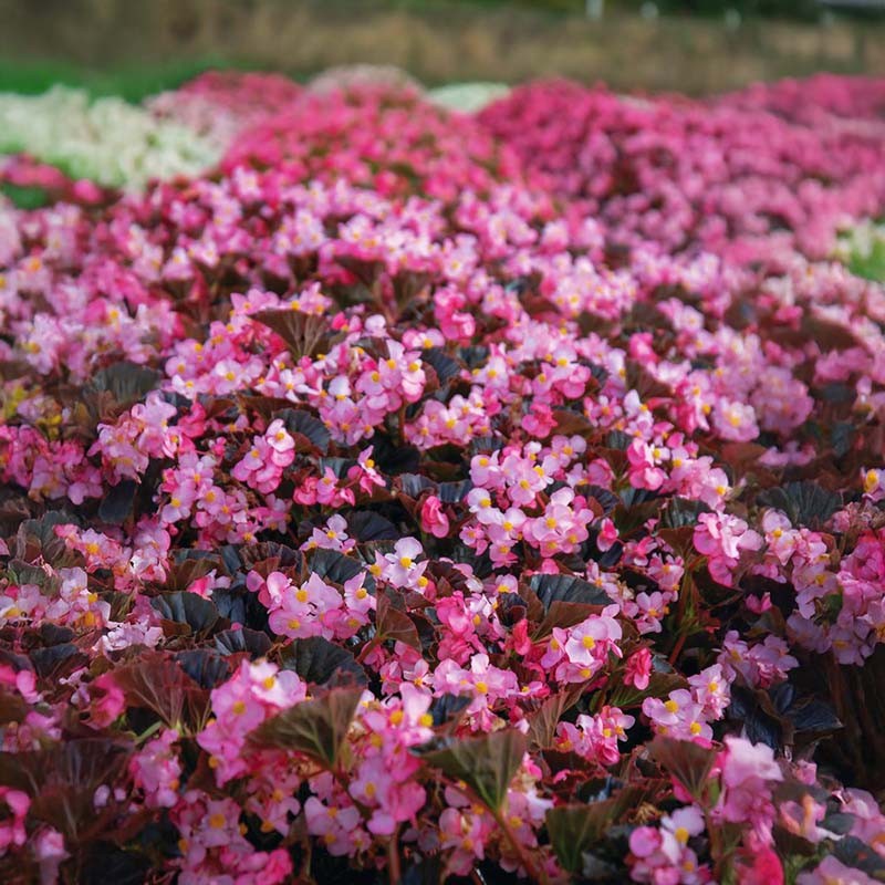 Begonia Stone Hedge Light Pink Bronze Leaf F1 Seed