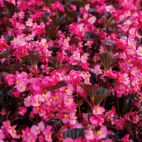 Begonia Stone Hedge Rose Bronze Leaf F1 Seed