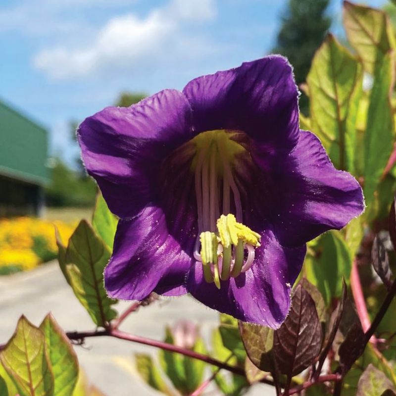 Cobaea Cathedral Bells Violet Seed