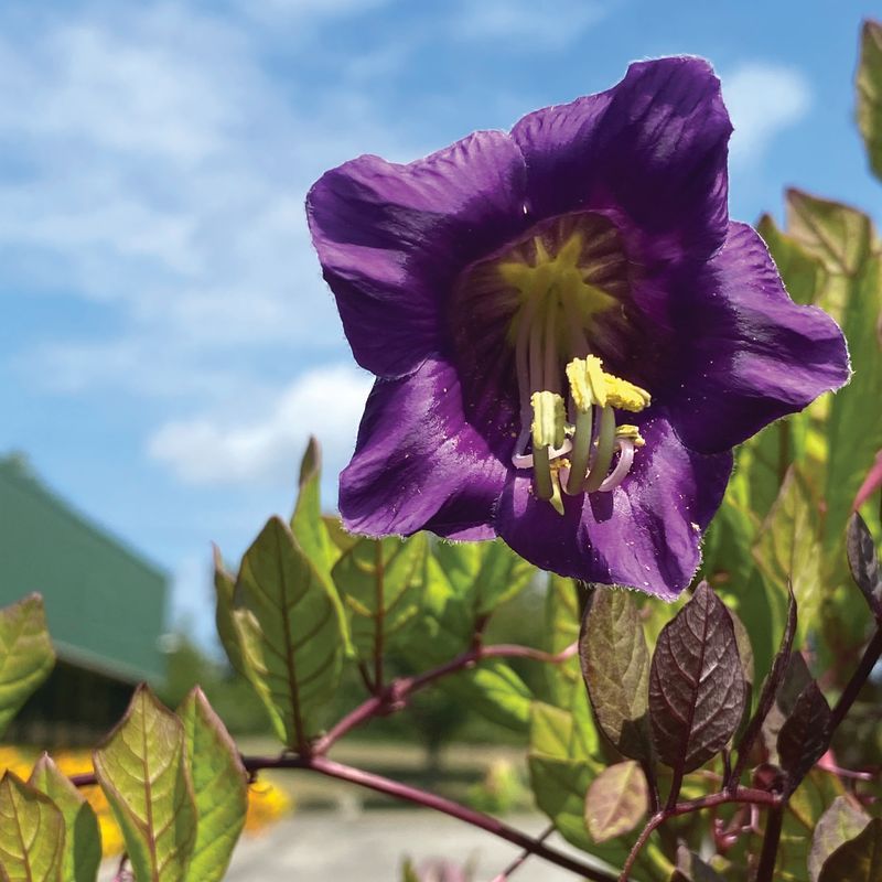 Cobaea Cathedral Bells Violet Seed