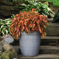 Coleus Premium Sun Coral Candy Seed