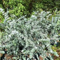 Eucalyptus Silver Dollar Seed