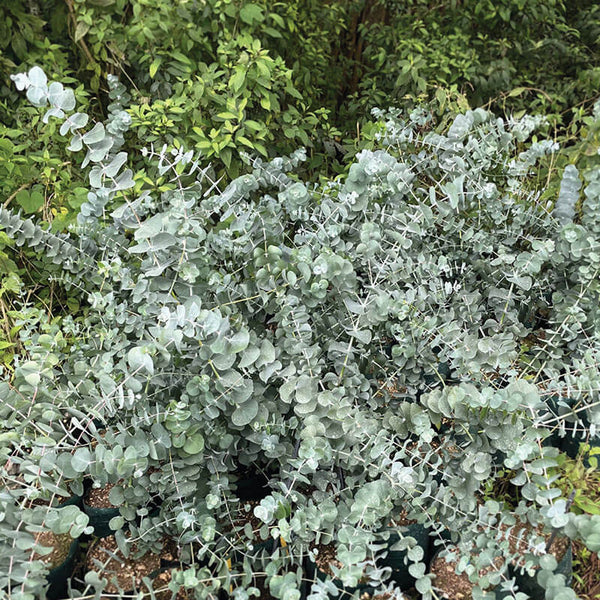 Eucalyptus Silver Dollar Seed – Harris Seeds