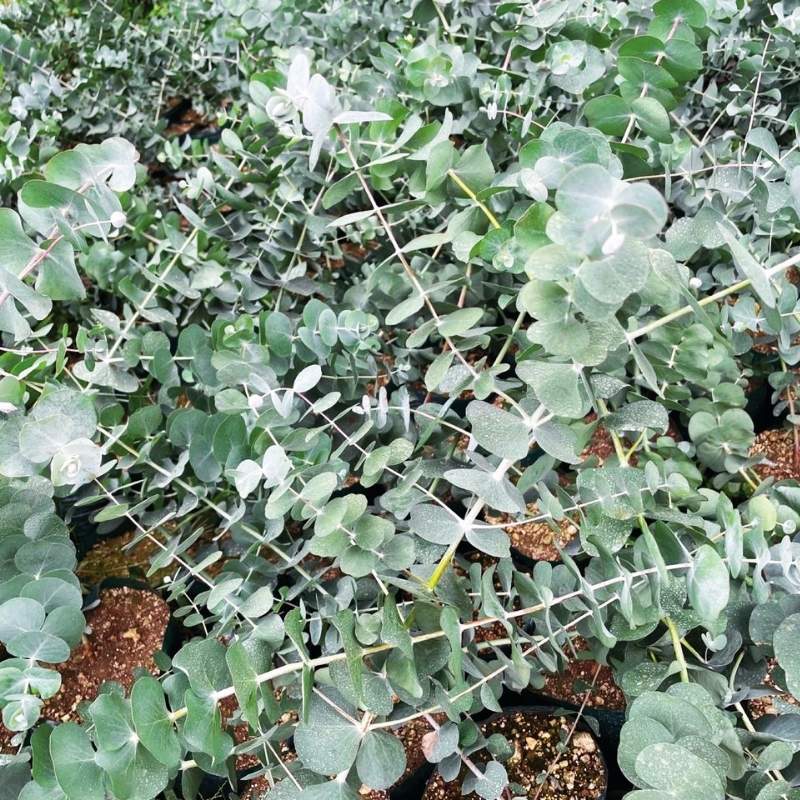 Eucalyptus Silver Dollar Seed