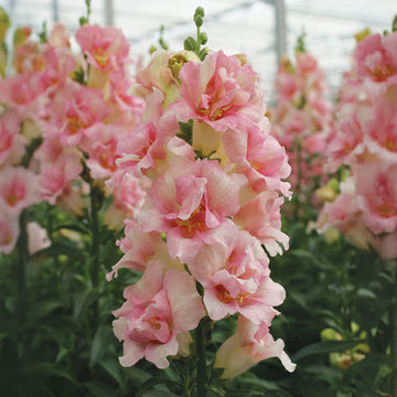 Snapdragon Doubleshot Appleblossom F1 Seed