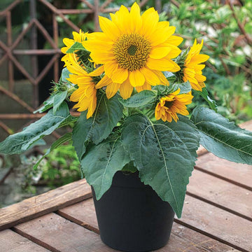 Sunflower Smiley Gold F1 Seed