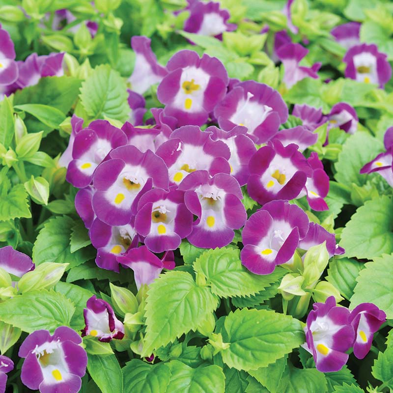 Torenia Vertigo Magenta F1 Seed