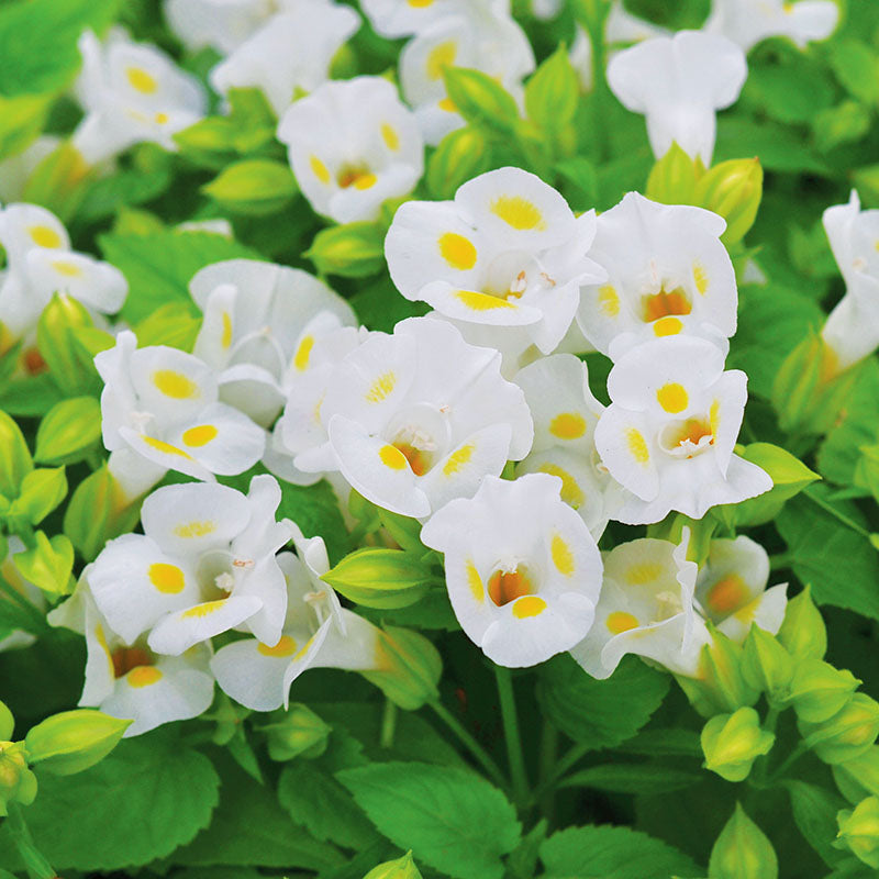 Torenia Vertigo White F1 Seed