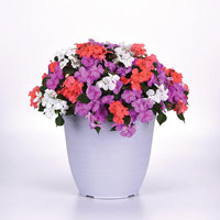 Impatiens Beacon Pearl Island Mix Seed