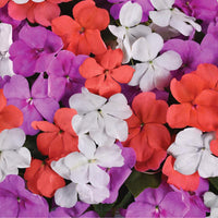 Impatiens Beacon Pearl Island Mix Seed