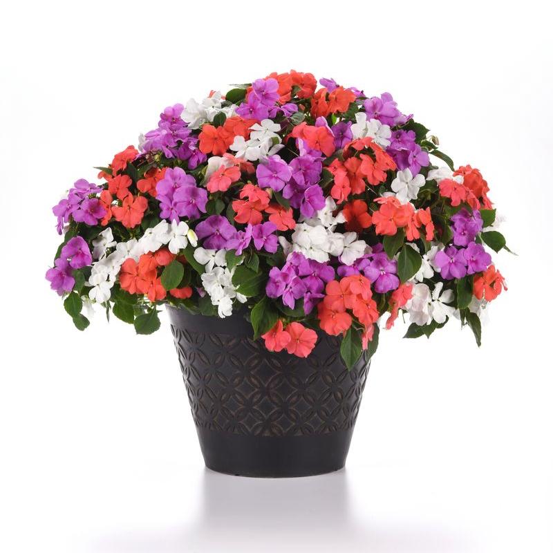 Impatiens Beacon Pearl Island Mix Seed