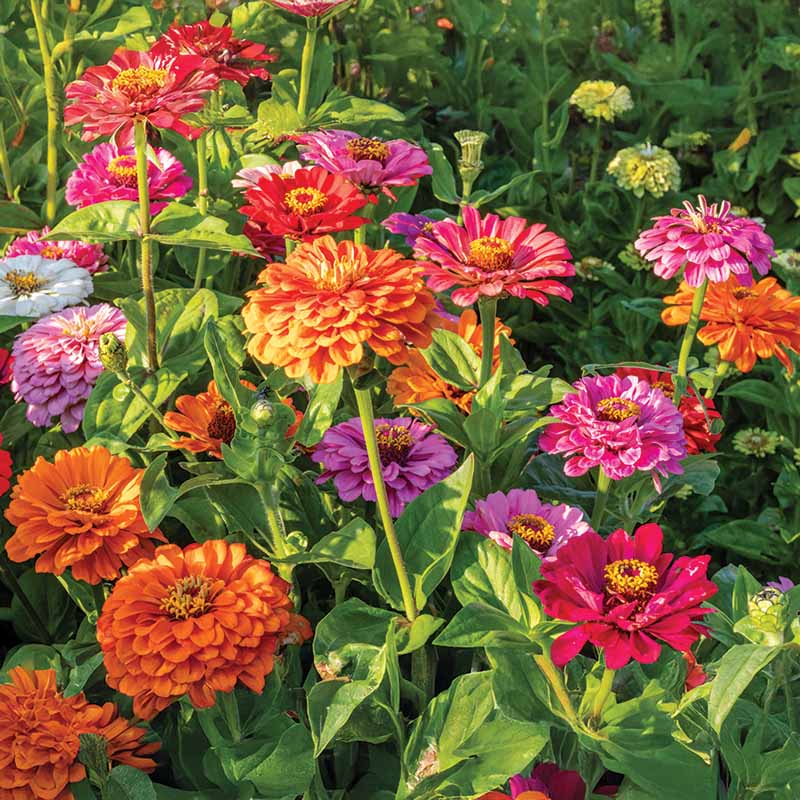 Zinnia Super Yoga Mix Seed