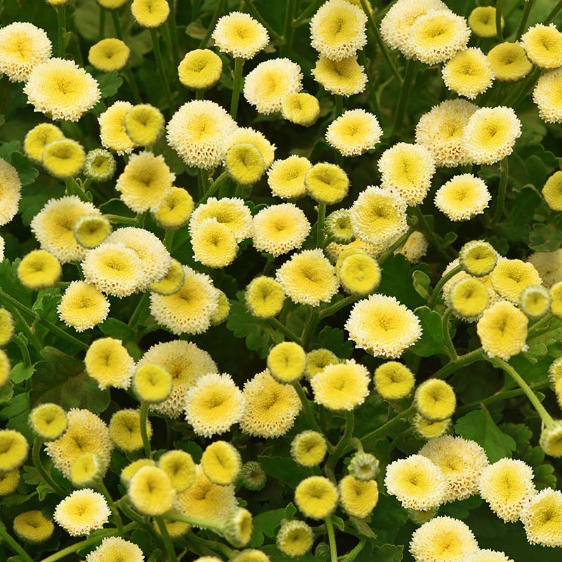 Matricaria Vegmo Snowball Seed