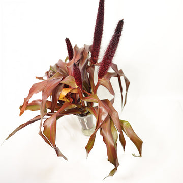 Ornamental Millet Copper Prince Seed