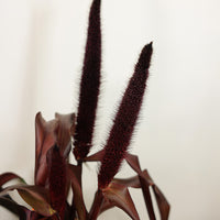 Ornamental Millet Copper Prince Seed