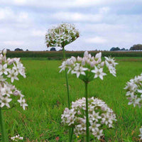 Allium Autumn Bee Attraction F1 Seed