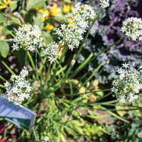 Allium Autumn Bee Attraction F1 Seed