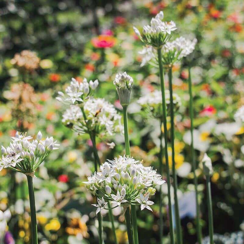 Allium Autumn Bee Attraction F1 Seed