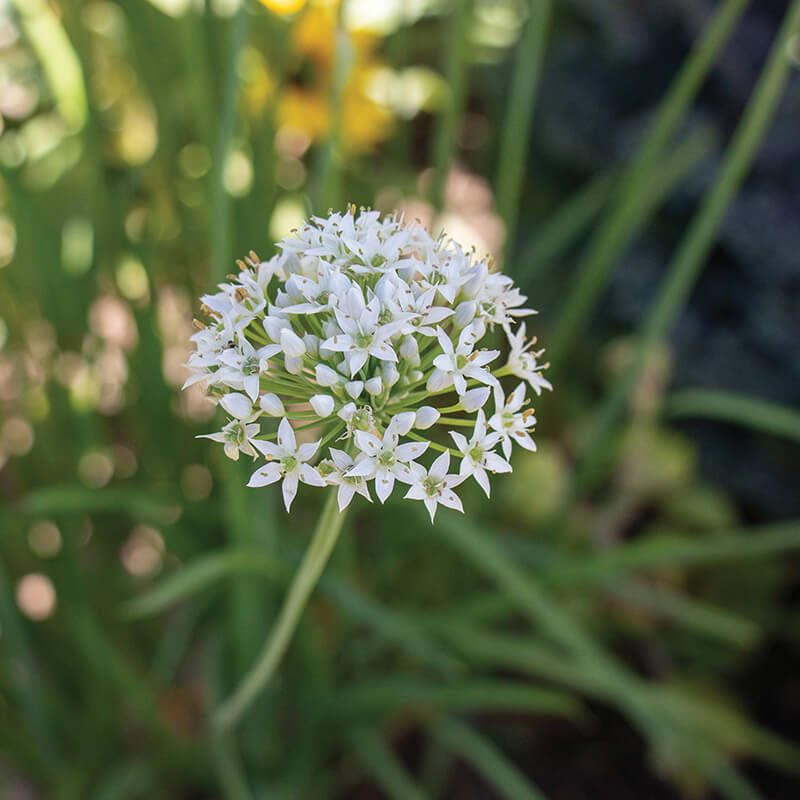 Allium Autumn Bee Attraction F1 Seed