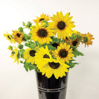 Sunflower Soluna Mix Seed