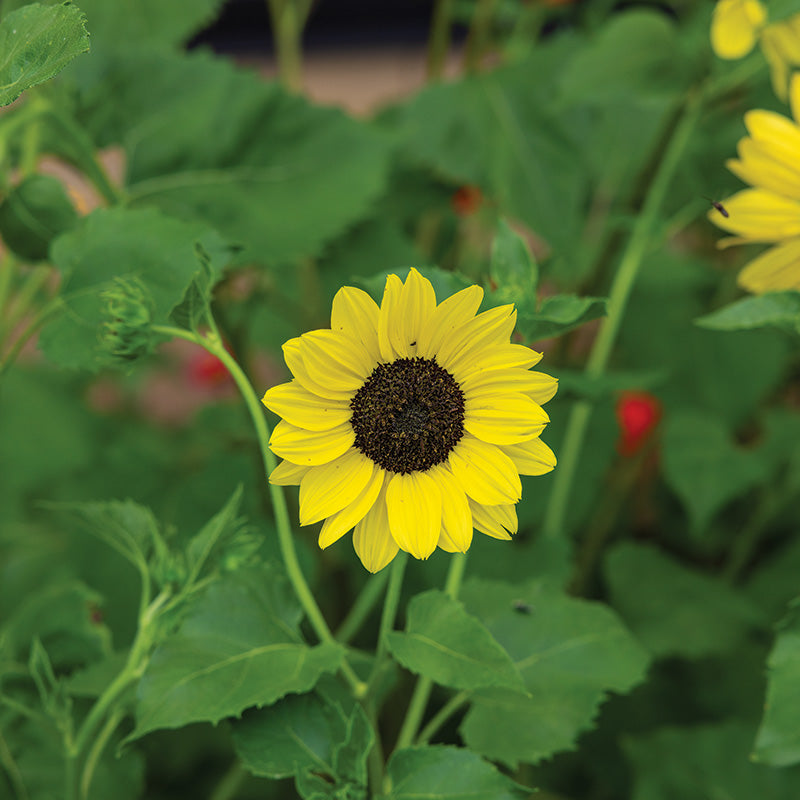 Sunflower Soluna Mix Seed