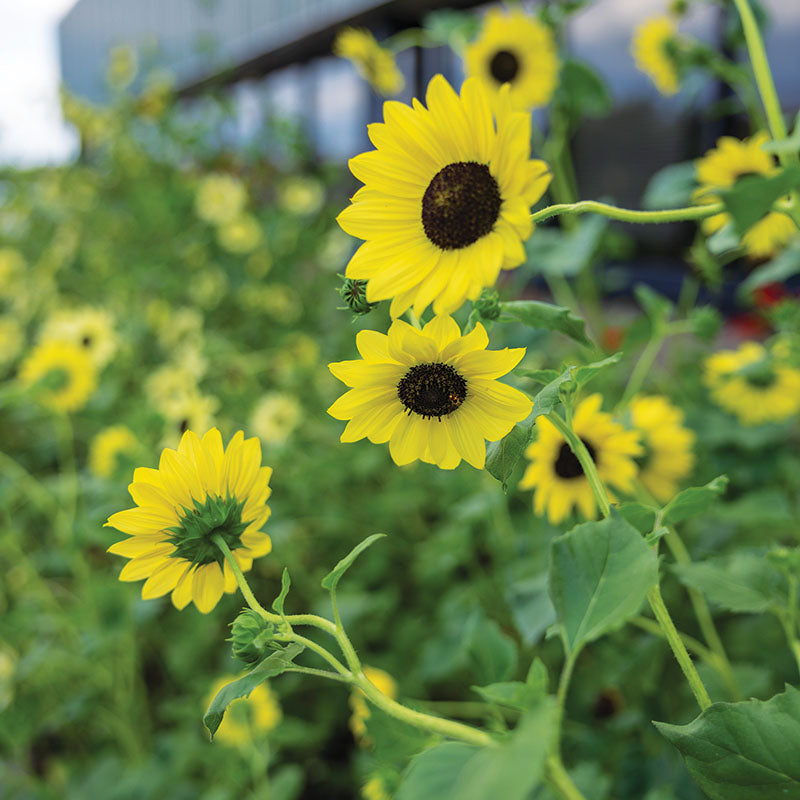 Sunflower Soluna Mix Seed