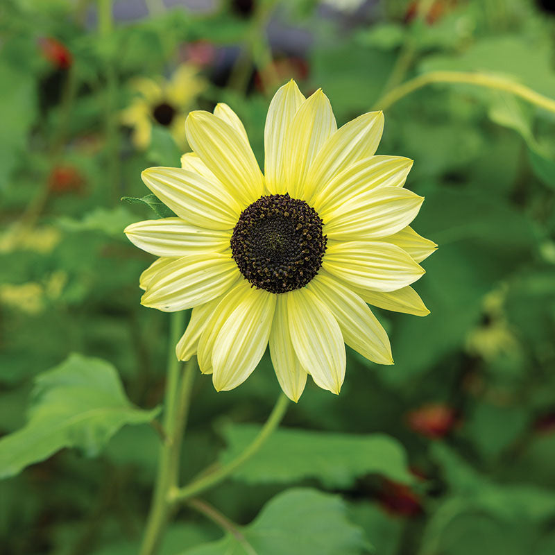 Sunflower Soluna Mix Seed