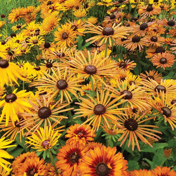 Rudbeckia Chim Chiminee Seed