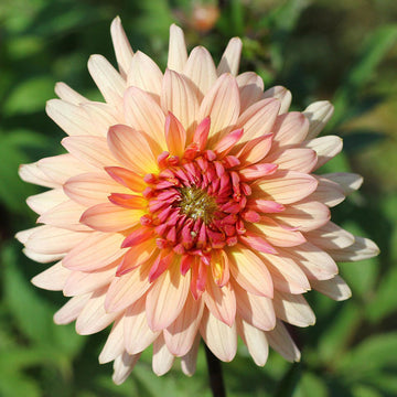 Dahlia Preference Live Plants