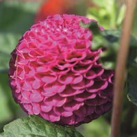 Dahlia Rocco Live Plants