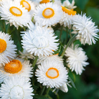 Strawflower King Silvery White Seed