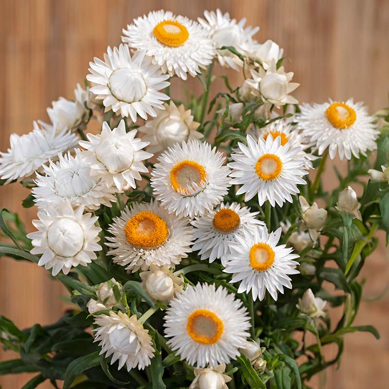 Strawflower King Silvery White Seed