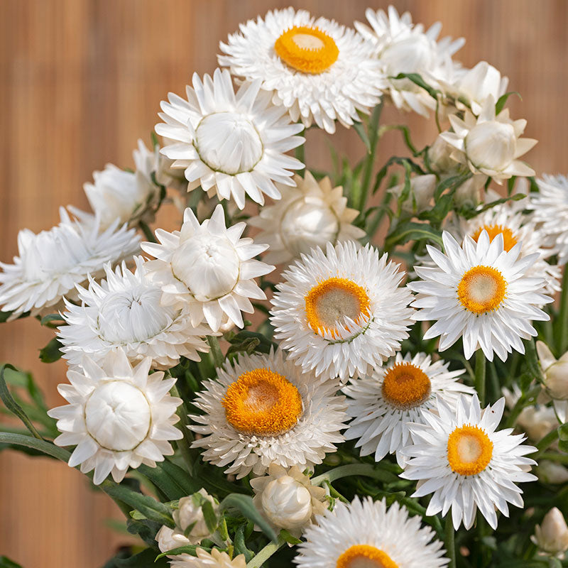 Strawflower King Silvery White Seed