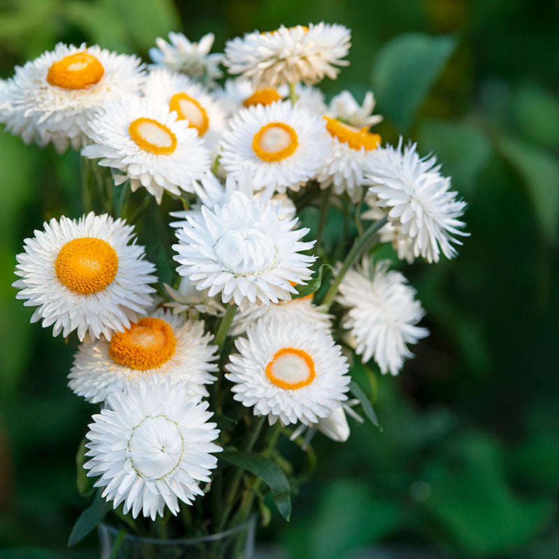 STRAWFLOWER KING SILVERY WHITE