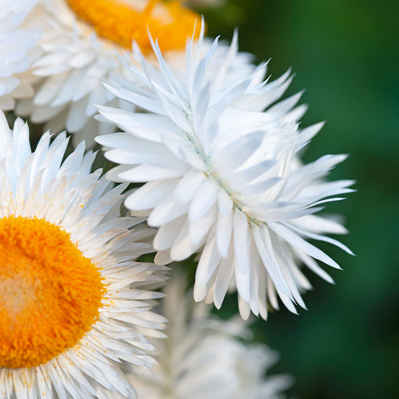 Strawflower King Silvery White Seed