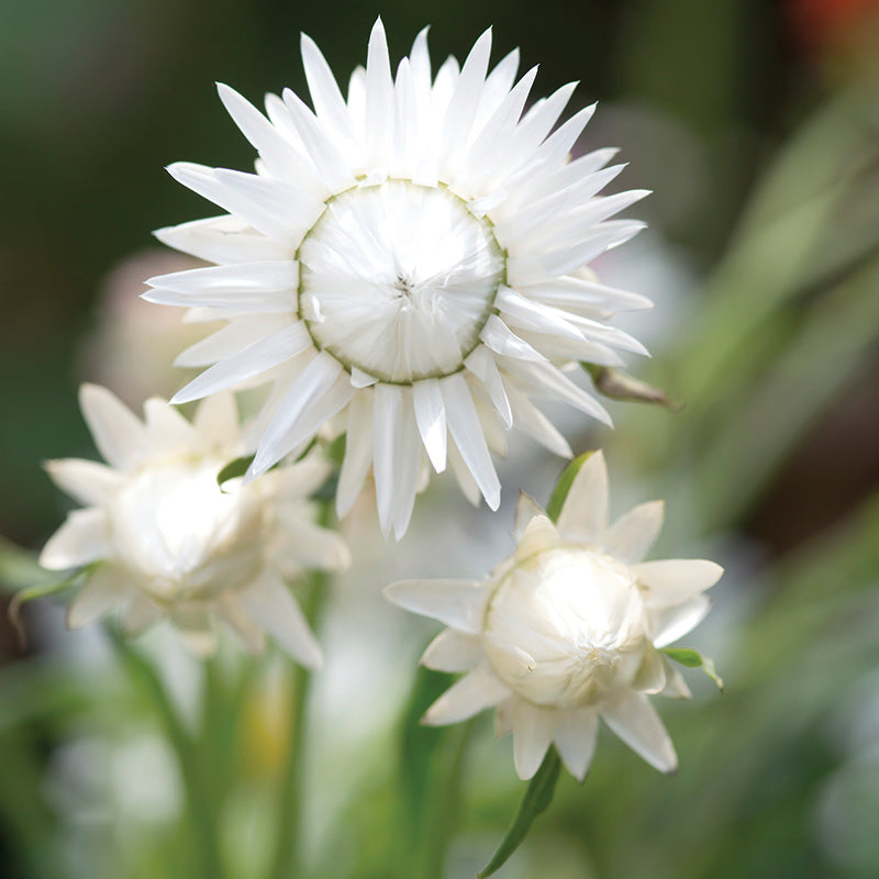 Strawflower King Silvery White Seed