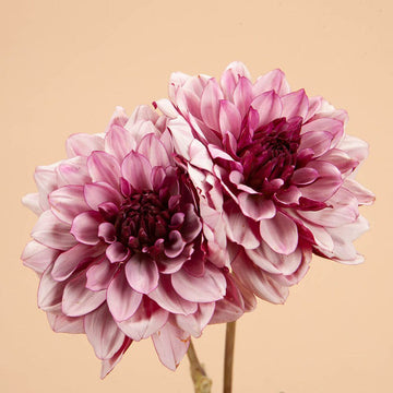 Dahlia Creme De Cassis