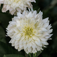 Dahlia Cafe Au Lait Supreme