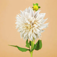 Dahlia Cafe Au Lait Supreme