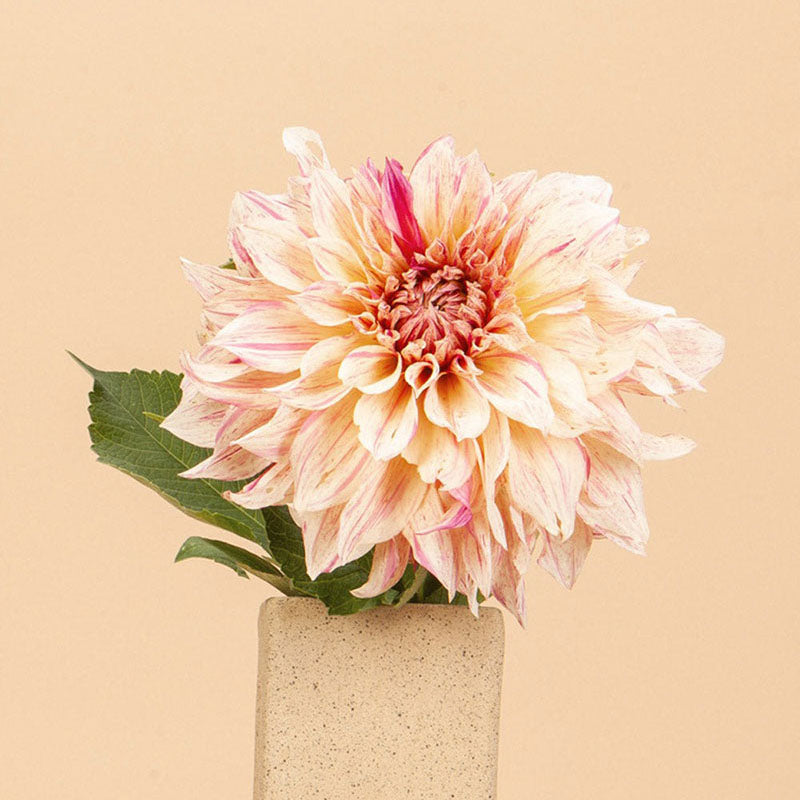 Dahlia Cafe Au Lait Twist