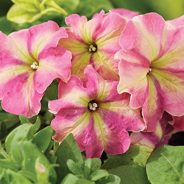 Petunia Shake Strawberry Seed