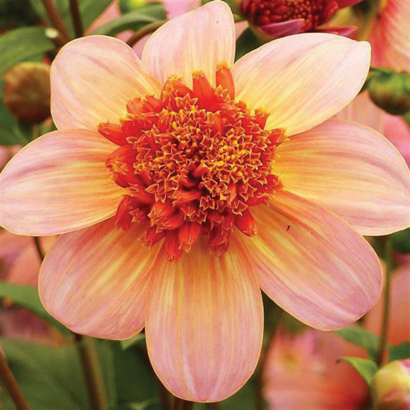 Dahlia Totally Tangerine