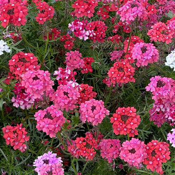 Verbena Sweetheart Kisses Seed