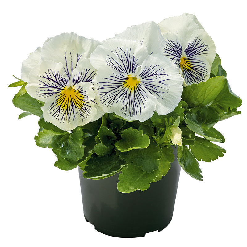 Viola Cats Plus White F1 Seed