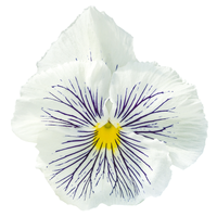 Viola Cats Plus White F1 Seed