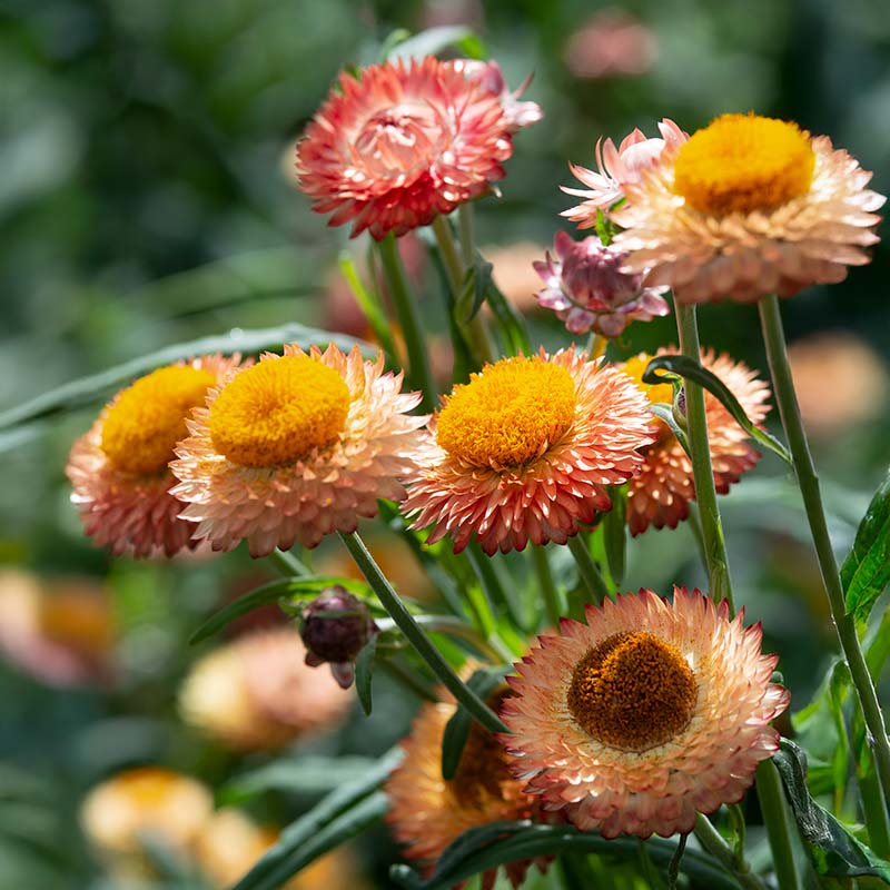 Strawflower King Size Salmon